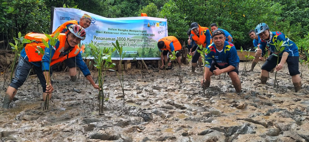 mangrove