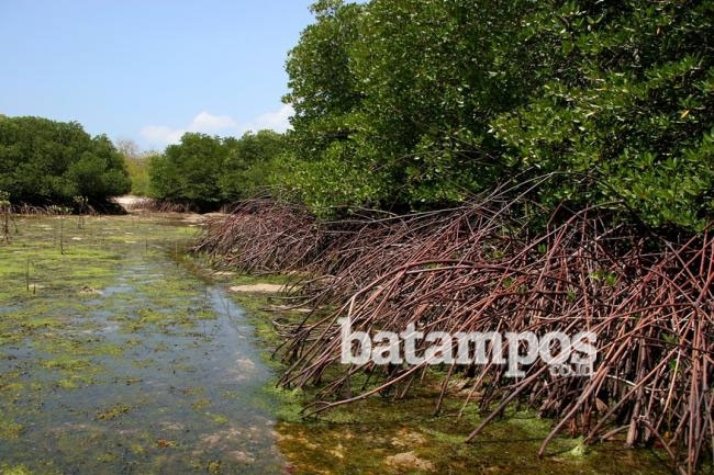 mangrove