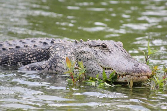 Buaya di danau Pixabay 560x373 1