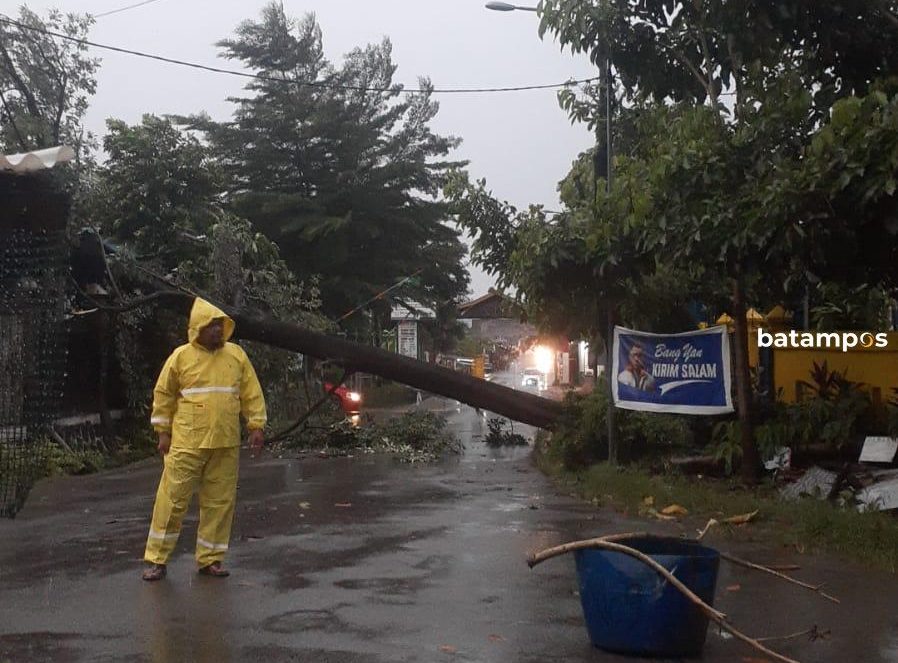 pohon tumbang